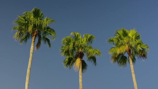Palm trees blue sky sunset florida afternoon