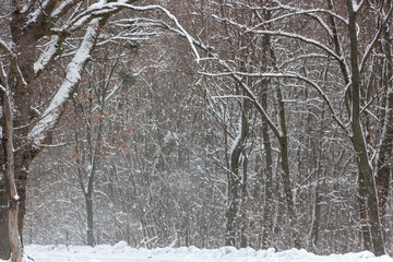 Concept winter beauty. Hardwood. With bare trees covered with snow.