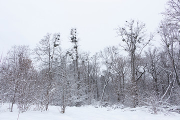 Concept winter beauty. Hardwood. With bare trees covered with snow.