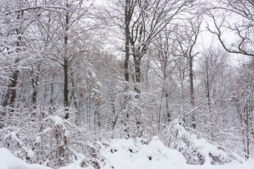 Fototapeta premium Concept winter beauty. Hardwood. With bare trees covered with snow.