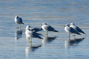 Ring billed gulls or larus delawarensis standing on ice of winter frozen lake