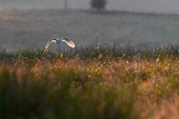 Flying Wild Barn Owl hunting at sunset time in nice light in the natural habitat in Yorkshire Dales, UK © Naeem
