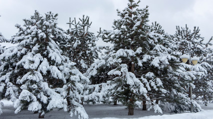 Snowy coniferous forest. Concept of winter beauty and freshness
