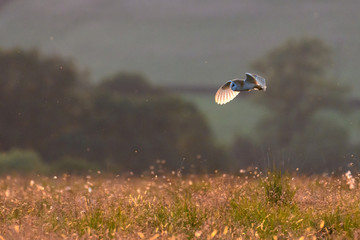 Flying Wild Barn Owl hunting at sunset time in nice light in the natural habitat in Yorkshire Dales, UK