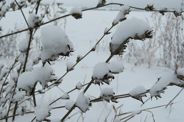 Plant covered with snow in winter season 