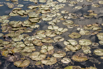 Lily Pads in the Sun