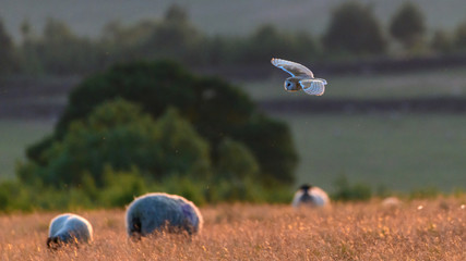 Flying Wild Barn Owl hunting at sunset time in nice light in the natural habitat in Yorkshire Dales, UK © Naeem