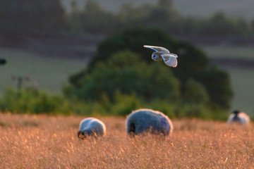Flying Wild Barn Owl hunting at sunset time in nice light in the natural habitat in Yorkshire Dales, UK