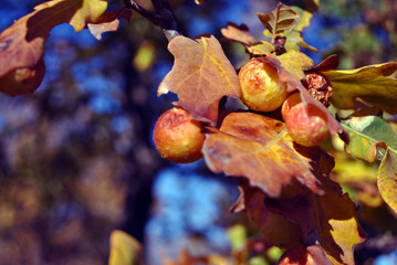 Oak branch with bright yellow leaves with oak apples or oak galls close up detail, soft blurry sky bokeh background, sunny fall day