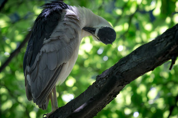 Heron in the Central Park
