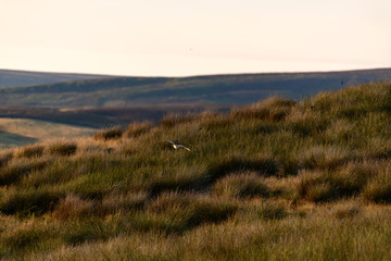 Flying Wild Barn Owl hunting at sunset time in nice light in the natural habitat in Yorkshire...