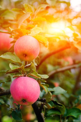 Pink Ripe Apples In The Garden With Bright Sun. Bright Red Apples With Sunlight.