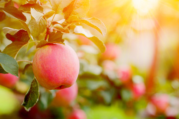 Pink Ripe Apples In The Garden With Bright Sun. Bright Red Apples With Sunlight. - 240669435