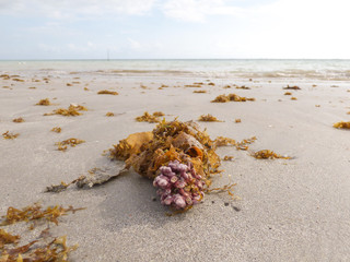 Coral pieces and seaweed on the beach shore on Itamaraca Island (Pernambuco state, Brazil)
