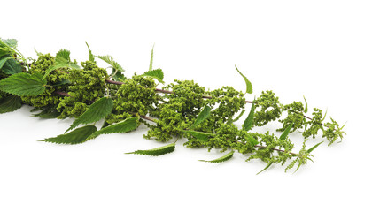 Leaves green nettle.