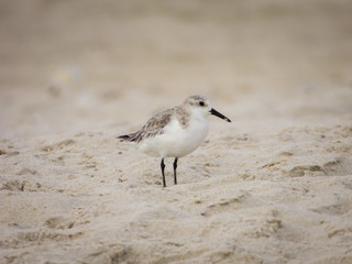 Semipalmated sandpiper (Calidris pusilla) at the beach on Itamaraca Island (Ilha de Itamaraca, Brazil)