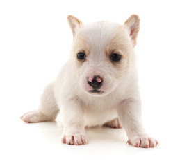 White nice puppy.