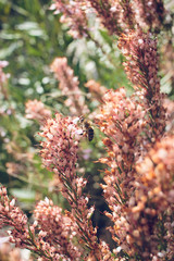 Close-up of a bee collecting nectar from pink wildflowers in a sunny meadow.