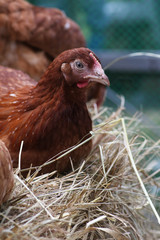hen in the farm