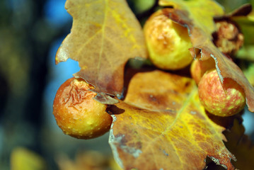 Oak branch with bright yellow leaves with oak apples or oak galls close up detail, soft blurry sky bokeh background, sunny fall day