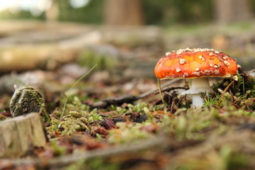a beautiful red fly agaric fungus macro in the forest in fall