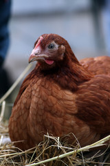 hen on a farm