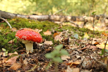 beautiful young red mushroom closeup in the forest in autumn at a sunny day