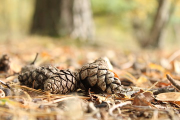 group pine cones closeup at the soil in the forest in autumn