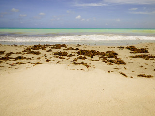 Fototapeta na wymiar A lot of seaweed on the shore of Rio Ambar Beach on Itamaraca Island (Pernambuco state, Brazil)