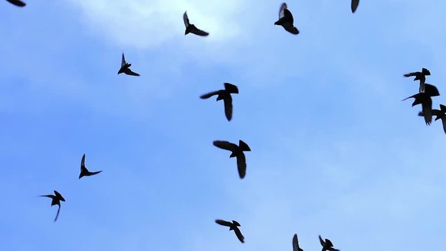 Huge Flock of Birds Closes the Sky. A flock of birds against the blue sky. Gradually increasing the number of birds. Slow Motion at a rate of 480 fps