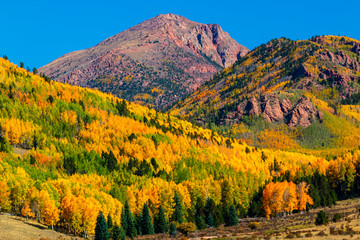 Autumn Aspen Leaves of Victor Colorado