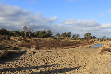 beautiful heathland landscape in winter with lots of sand and trees in the background and a blue sky with clouds