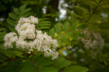 White Flower on Bush