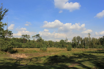 Fototapeta premium young heathland in progress with the forest in the background and a blue sky