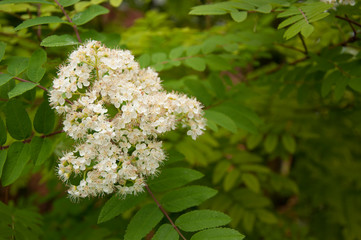 White Flower on Bush