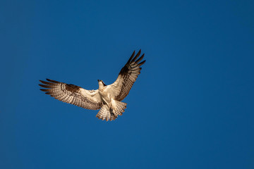 Osprey Flying