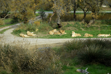 Groupe de lions au repos