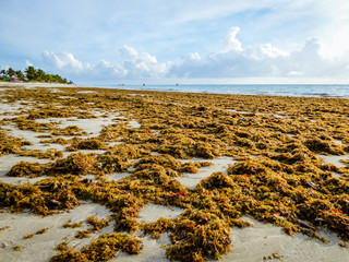 A lot of seaweed on the shore of Rio Ambar Beach on Itamaraca Island (Pernambuco state, Brazil)