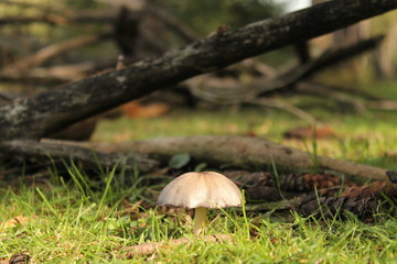 a little beige mushroom closeup in the green grass in the forest