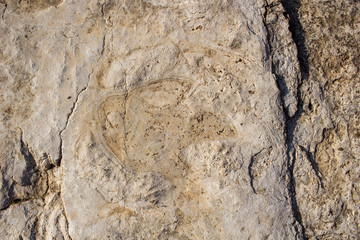 Fossil, dinosaur footprint on the rock - archaeological excursion in search of prehistoric fossils - archaeologian  and paleologist concept - findings on the ancient river bed in Spain, Europe.