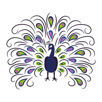 Hand drawn  peacock isolated on white background. Vector illustration.