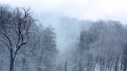 Snowstorm in the forest, a strong wind drives a pillar of snow on the mountainside