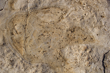 Fossil, dinosaur footprint on the rock - archaeological excursion in search of prehistoric fossils - archaeologian  and paleologist concept - findings on the ancient river bed in Spain, Europe.