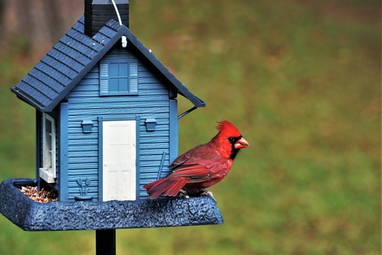 A single male cardinal bird is perching on the beautiful blue feeder enjoy eating and watching  on soft focus garden background, Autumn in Georgia USA.