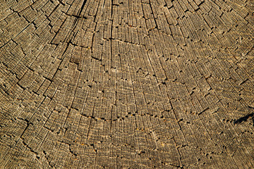 Old cracked tree trunk textured background.