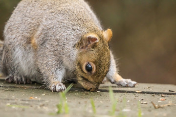 grey squirrel