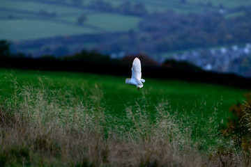 Flying Wild Barn Owl hunting at sunset time in nice light in the natural habitat in Yorkshire...