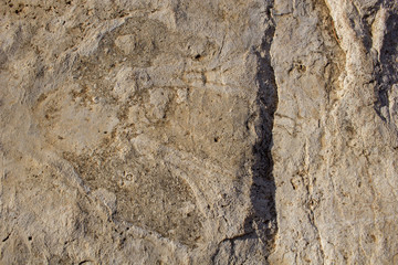 Fossil, dinosaur footprint on the rock - archaeological excursion in search of prehistoric fossils - archaeologian  and paleologist concept - findings on the ancient river bed in Spain, Europe.