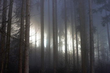Dark forest with sun shining through the fog.