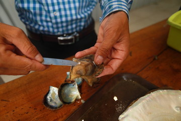 men's hands open the shell with pearl